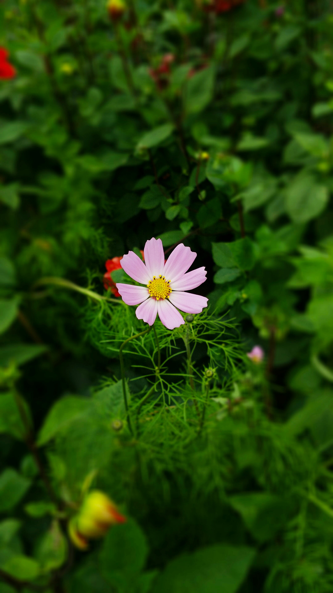 Xiaomi MI4 sample photo. Flower taken by mi4 photography