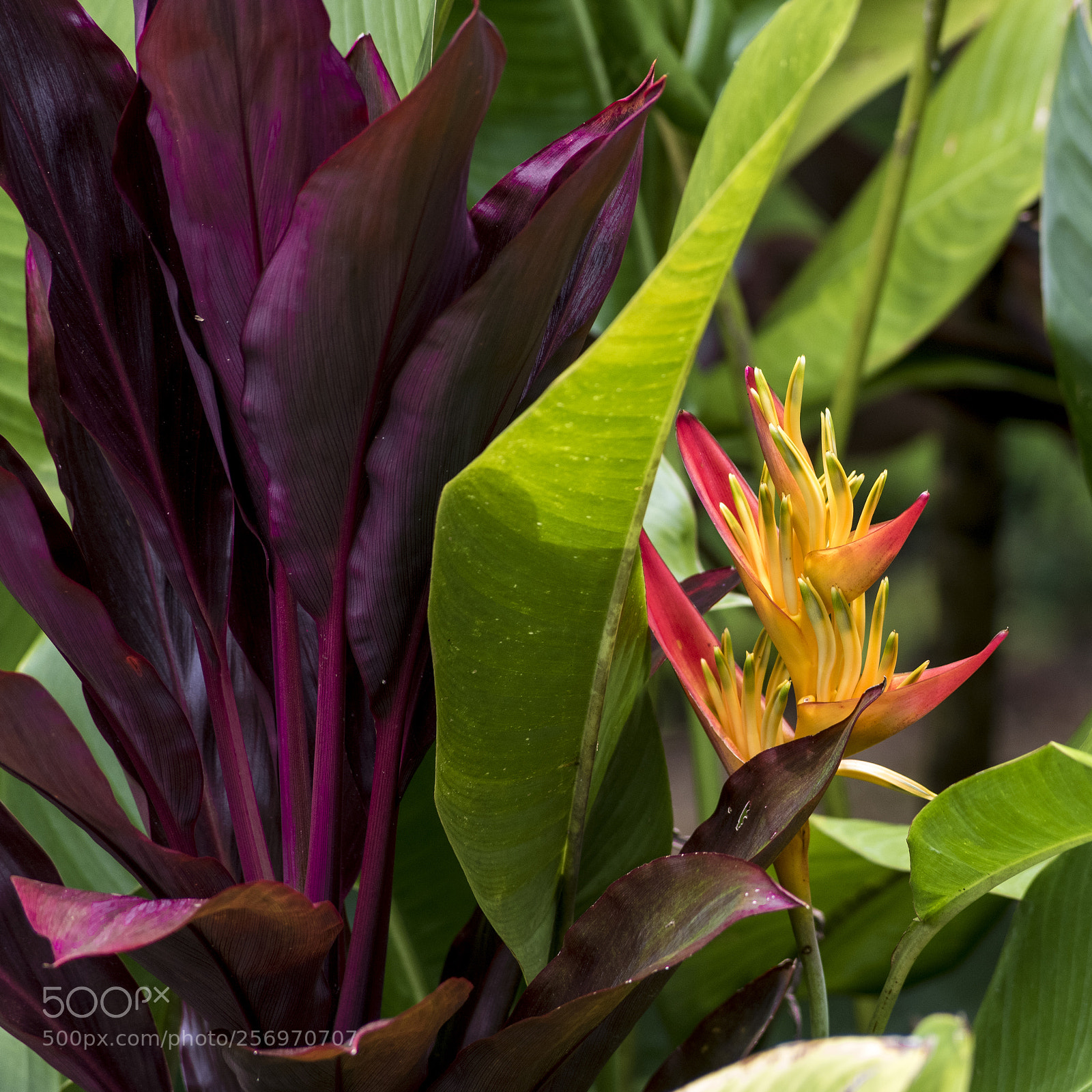 Nikon D750 sample photo. Heliconia with red and photography