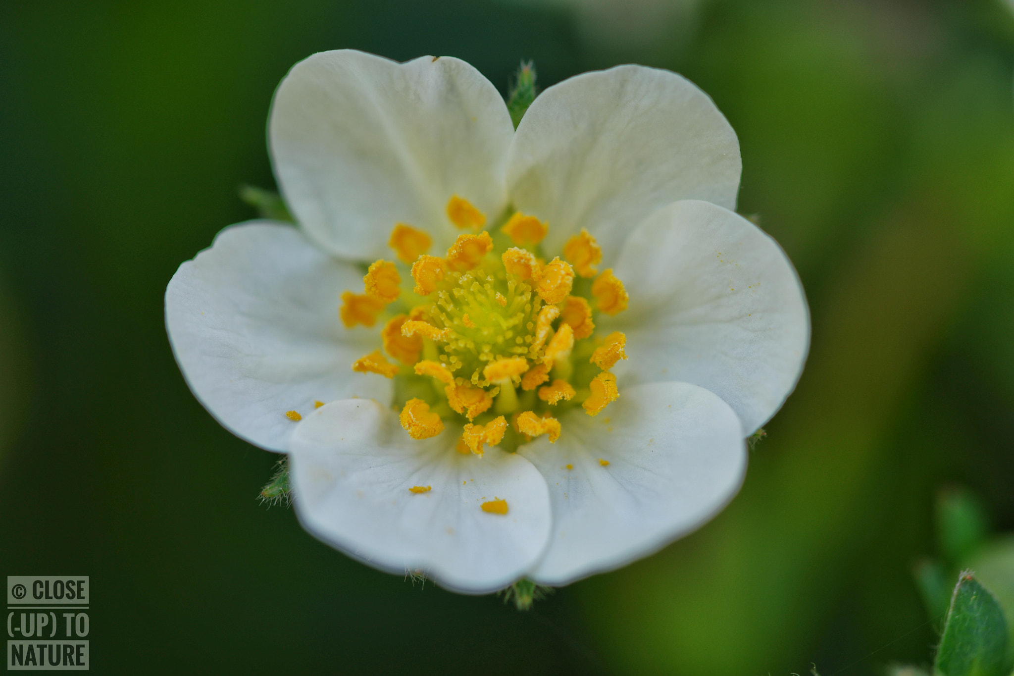 Samsung NX500 sample photo. Fragaria ananassa photography