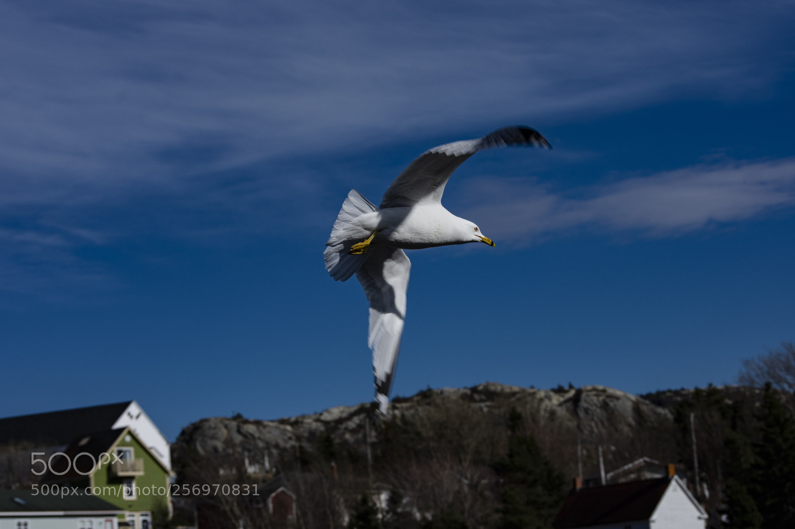 Nikon D3400 sample photo. Soaring high photography