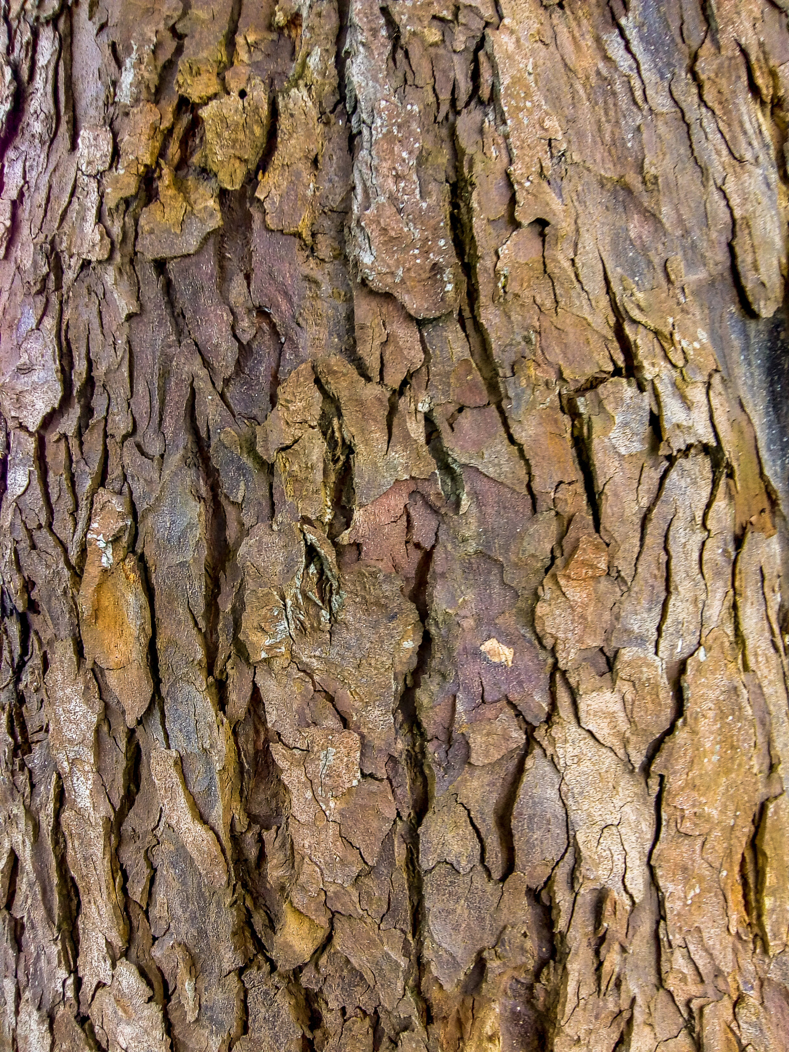 Motorola Moto C Plus sample photo