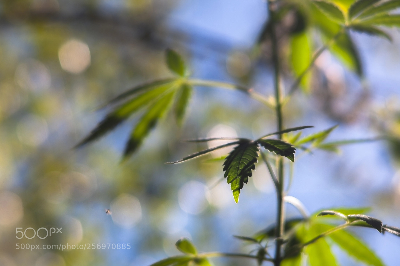 Canon EOS 5D sample photo. ~ photography