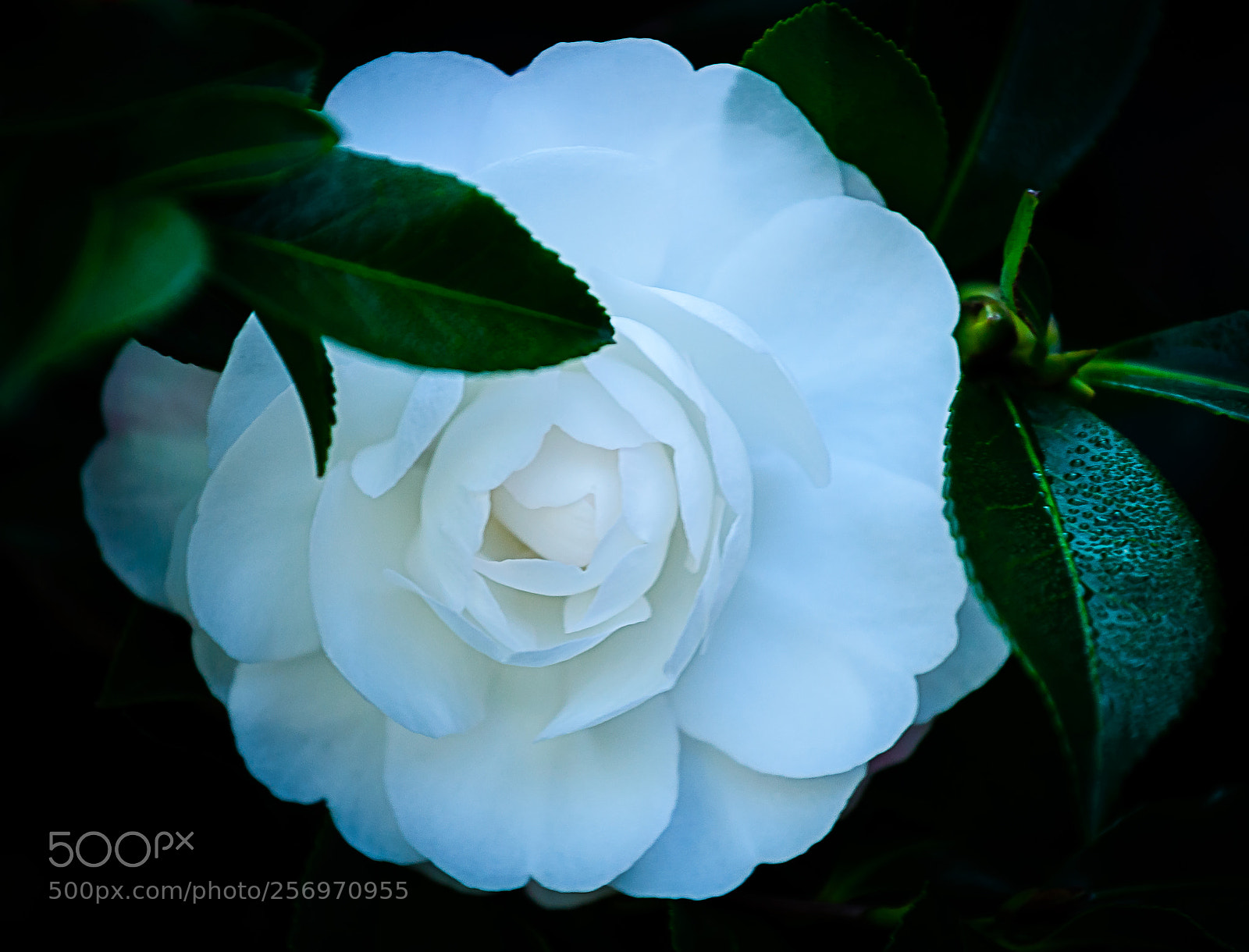 Nikon D610 sample photo. Camelia sasanqua photography