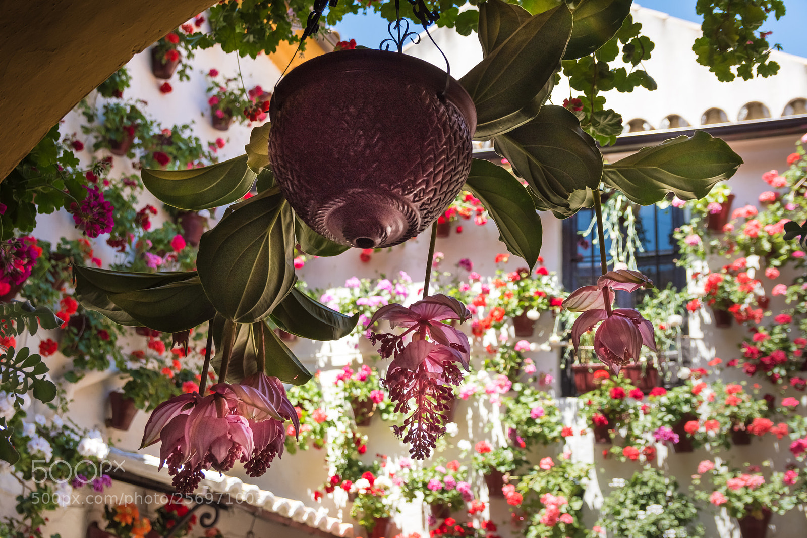 Nikon D7200 sample photo. Patio cordobés photography