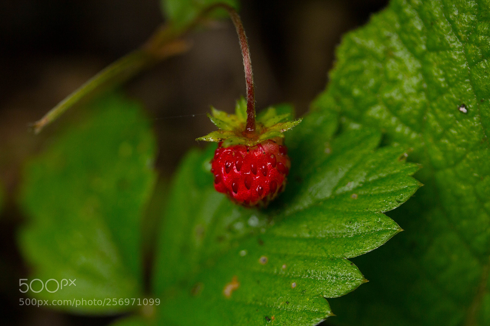 Canon EOS 60D sample photo. Strawberry photography