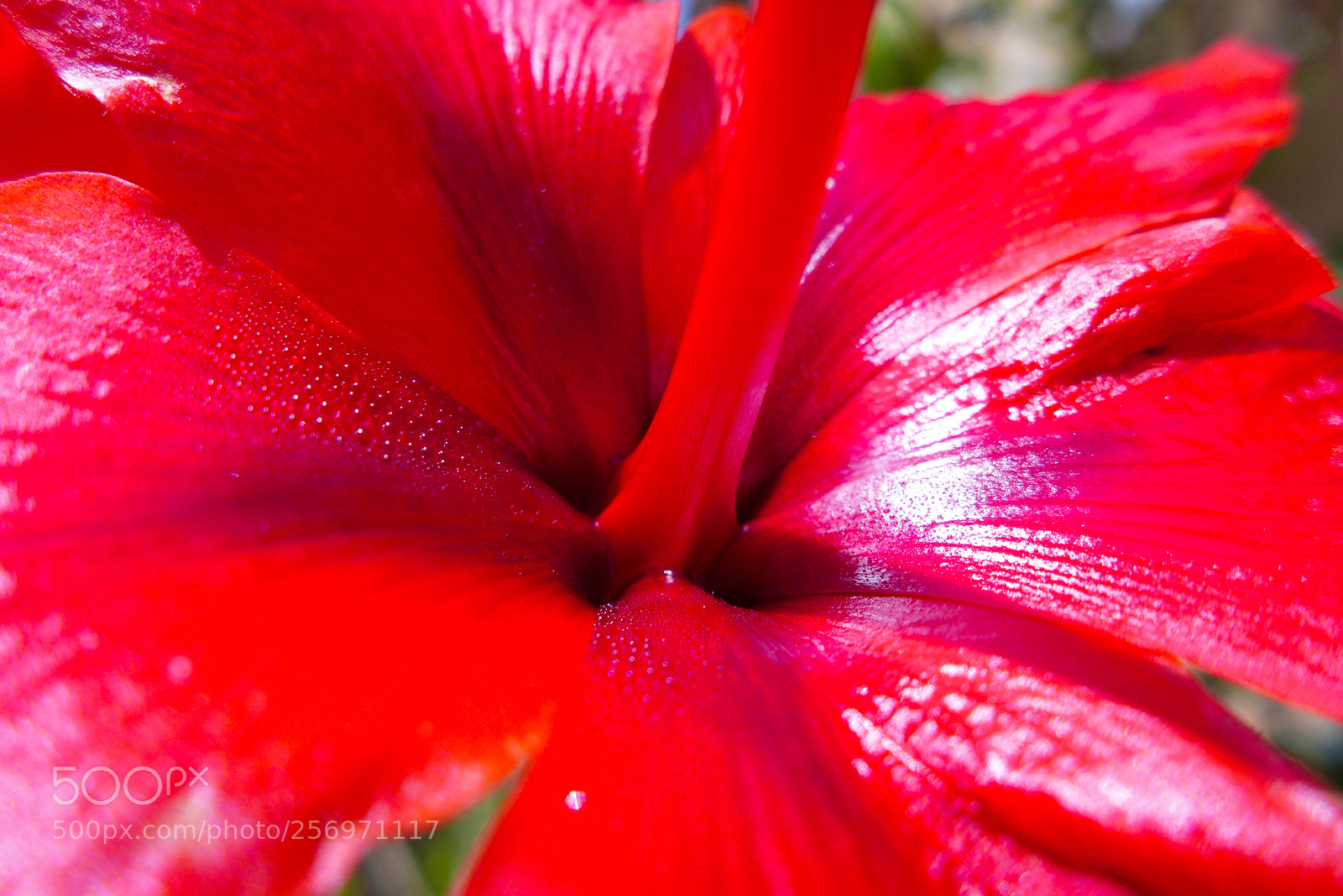 Panasonic Lumix DMC-LX7 sample photo. Red photography