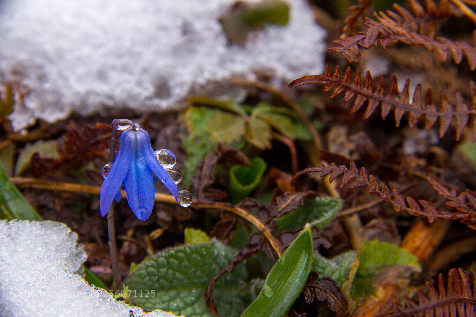 Canon EOS 60D sample photo. Scilla siberica photography