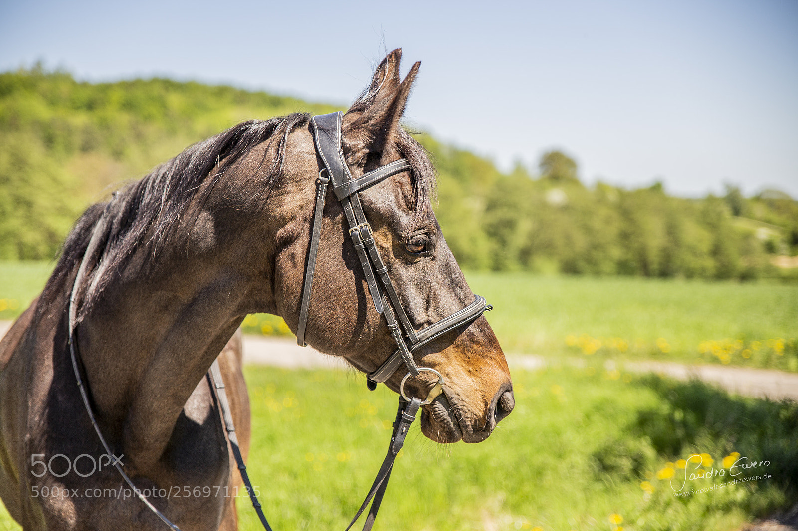 Canon EOS 6D sample photo. Lexington photography