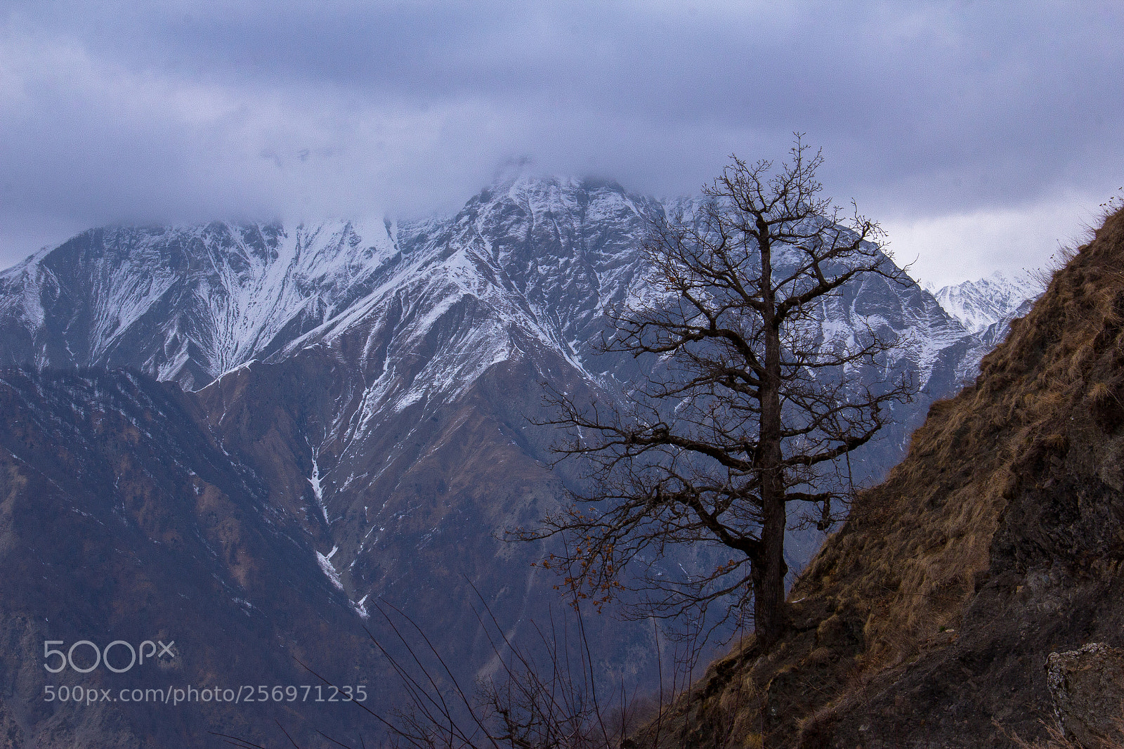 Canon EOS 60D sample photo. Tree photography
