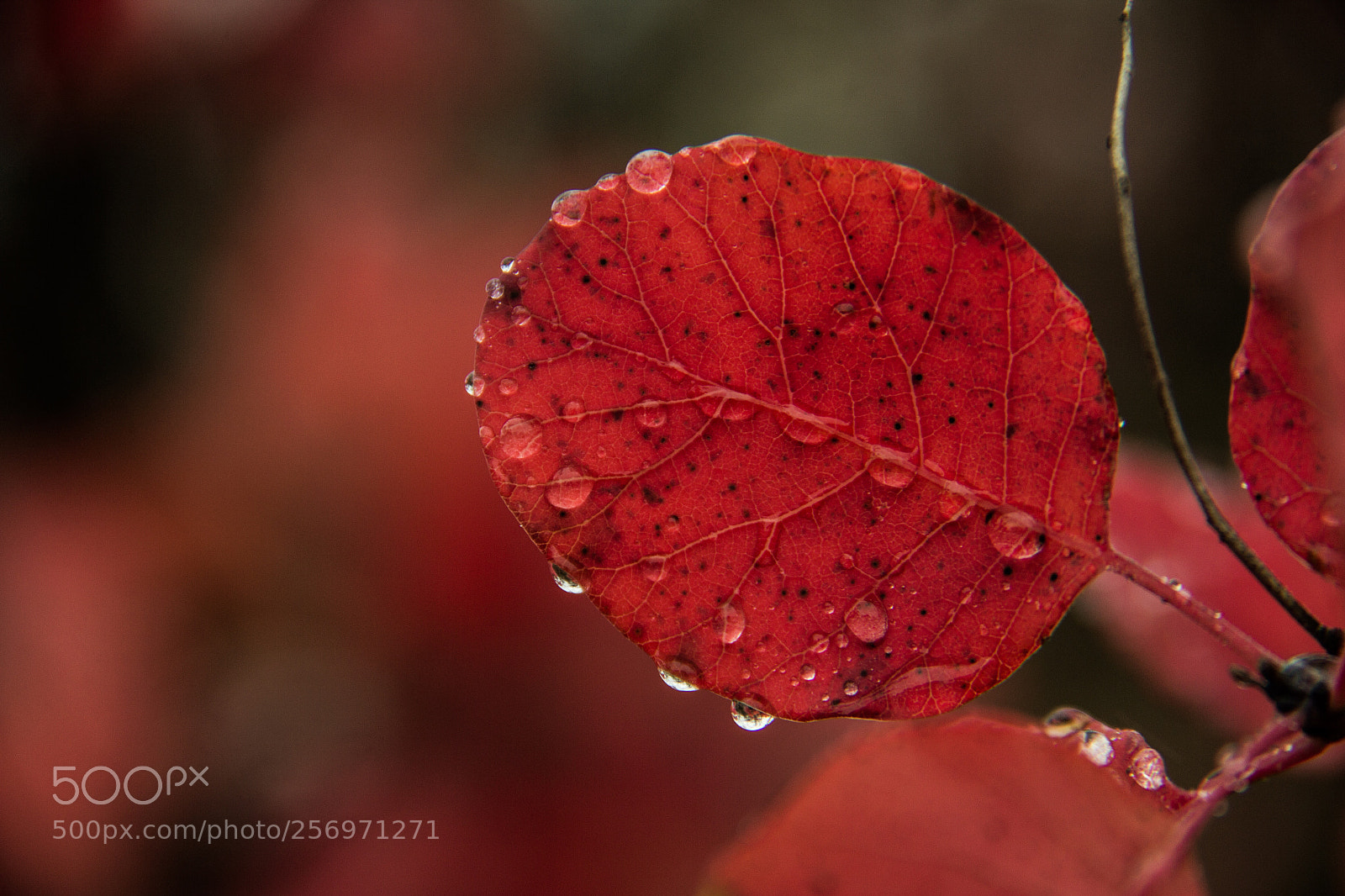 Canon EOS 60D sample photo. Red autumn photography