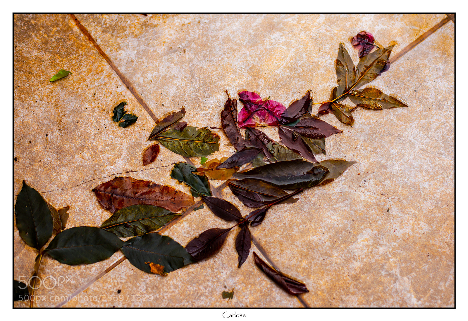 Nikon D750 sample photo. Autumn photography