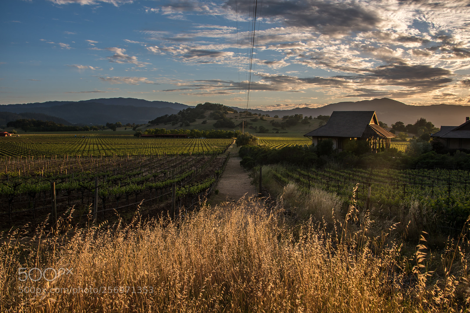 Nikon D750 sample photo. Sunset at napa valley photography
