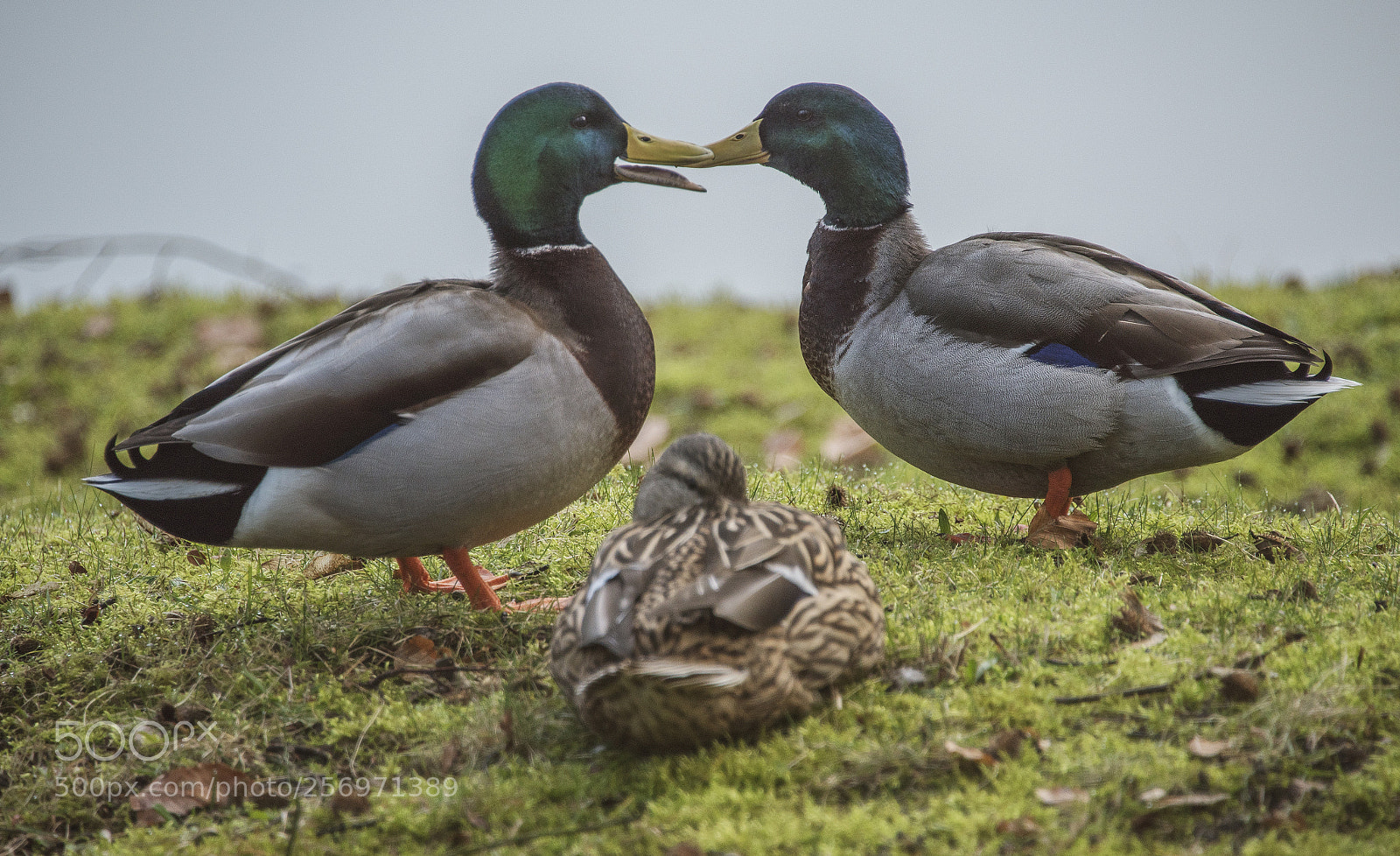 Nikon D750 sample photo. Symmetry photography
