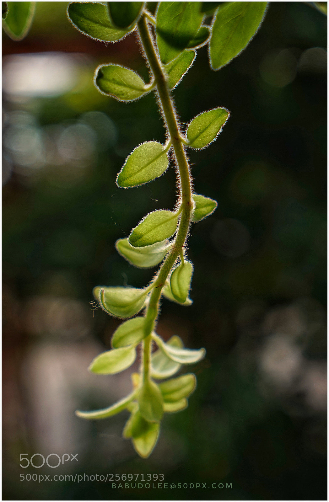 Sony a7 sample photo. Spring leaf photography