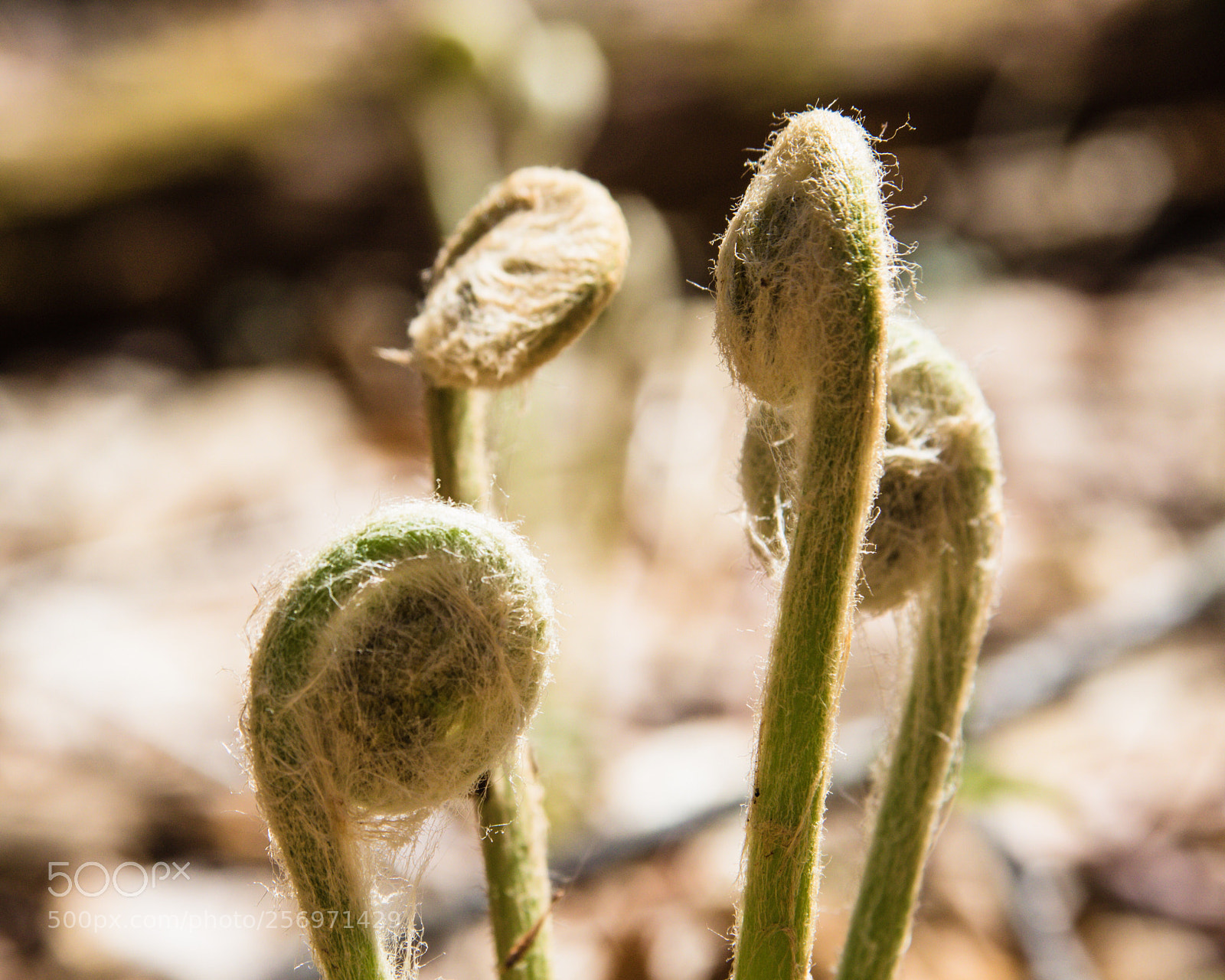 Canon EOS 7D Mark II sample photo. Fiddleheads  photography