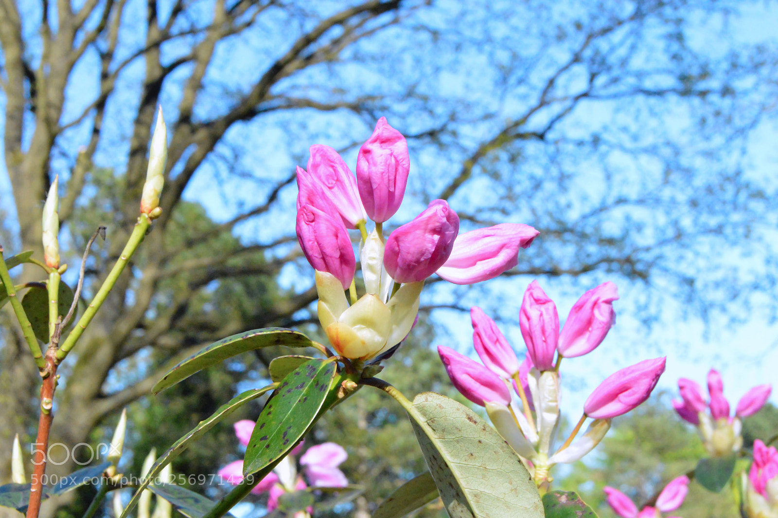 Nikon D3200 sample photo. Rhododendron photography