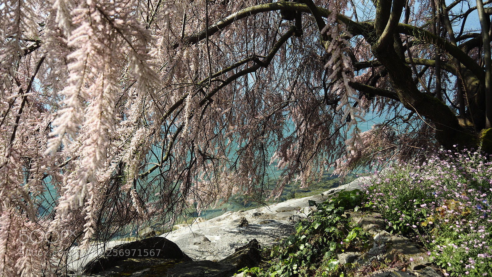 Olympus OM-D E-M10 sample photo. Beneath the pink photography