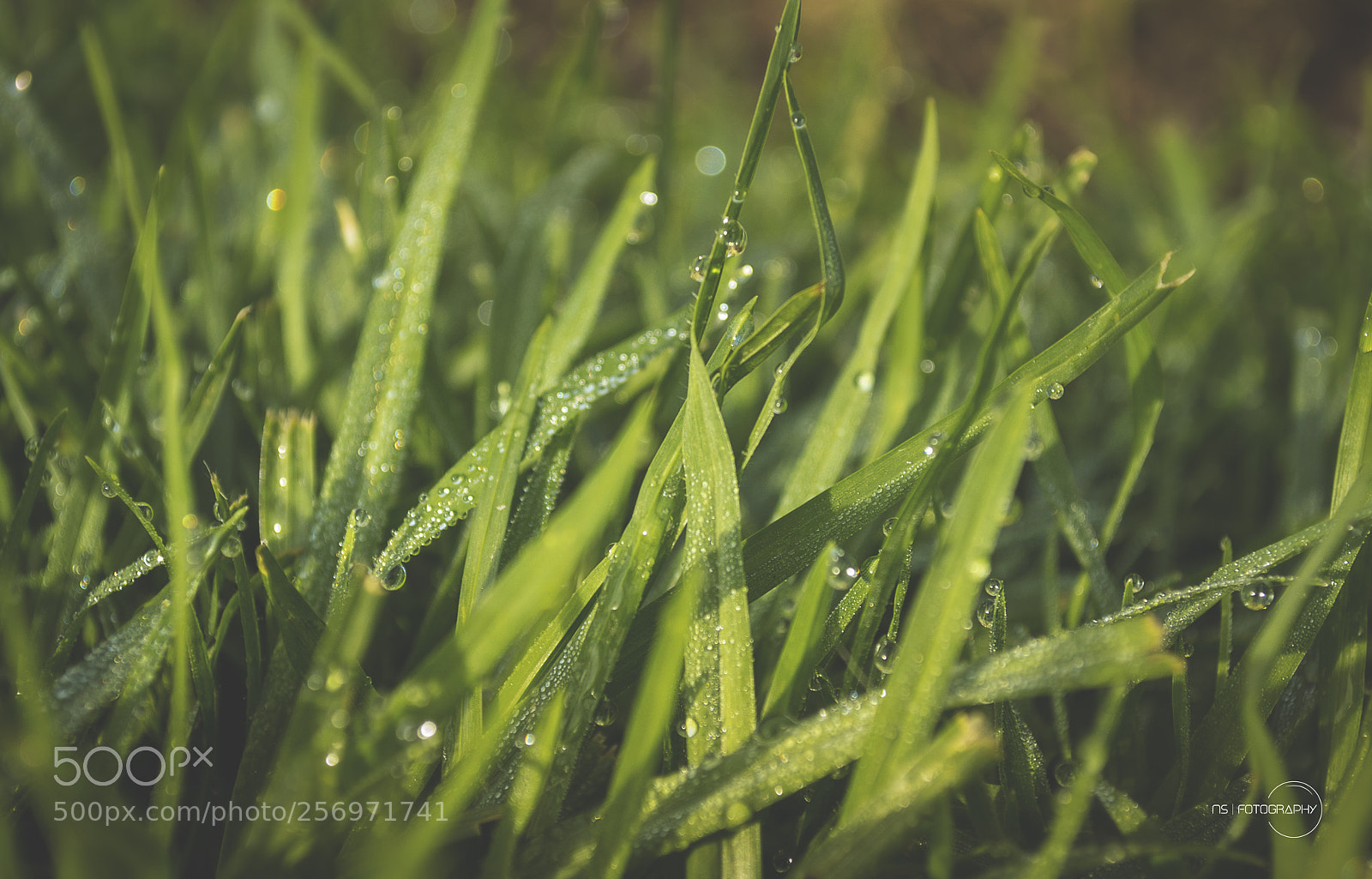 Nikon D3100 sample photo. Morning dewdrops photography