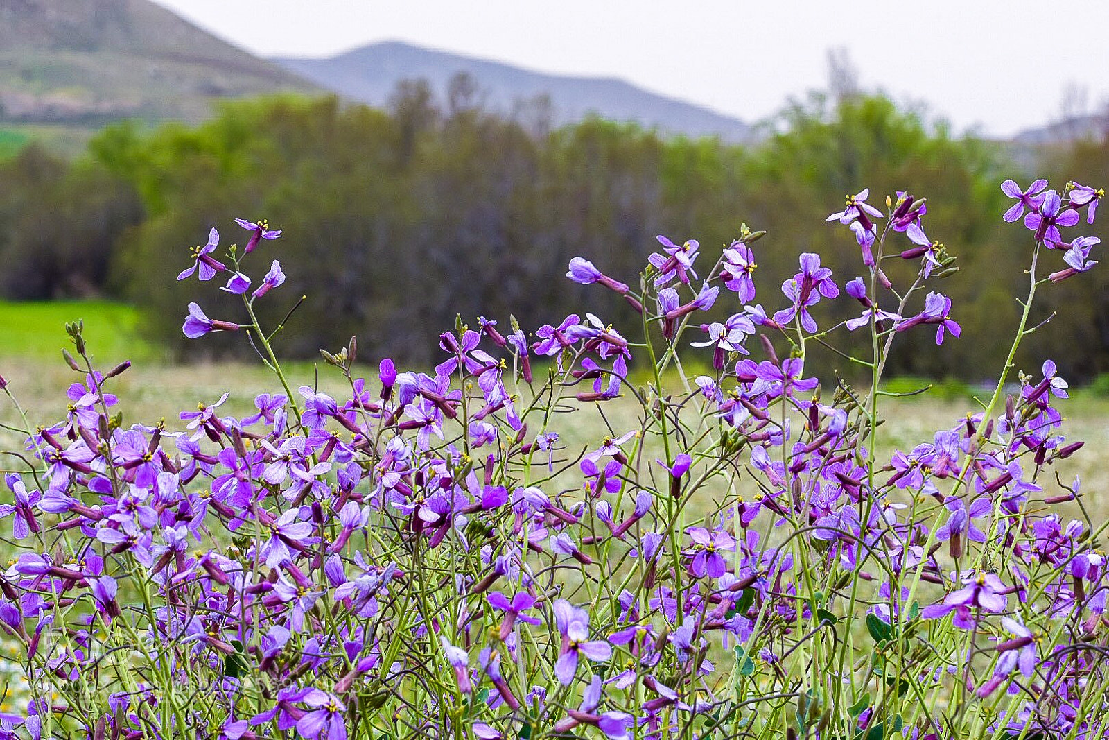 Nikon D7200 sample photo. Des jolies fleurs dans photography