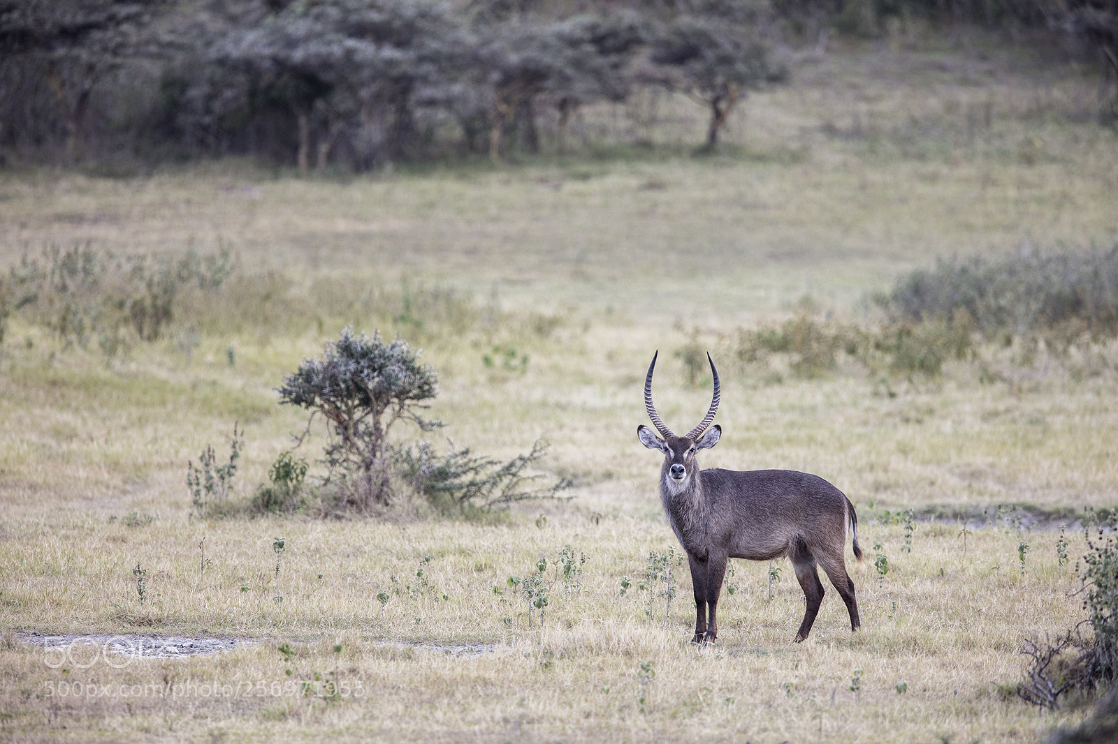 Canon EOS 5DS R sample photo. Tanzania 2018 photography