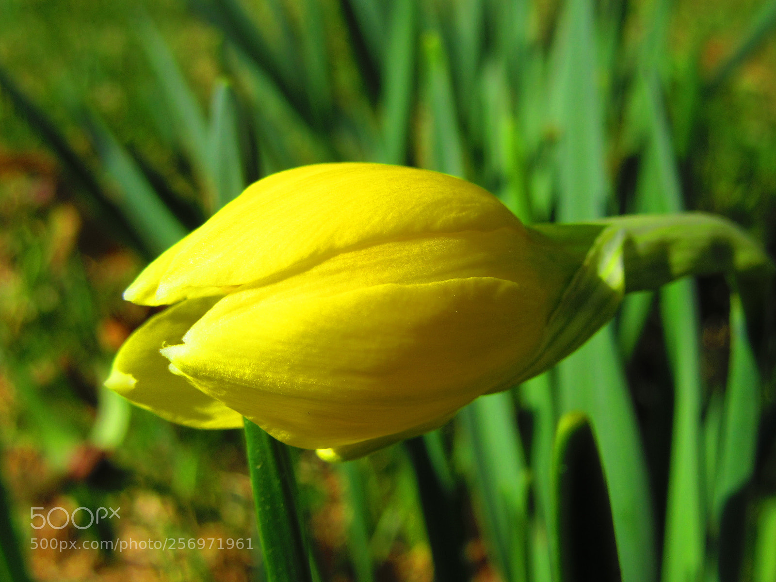 Canon PowerShot SX610 HS sample photo. Daffodil bud photography