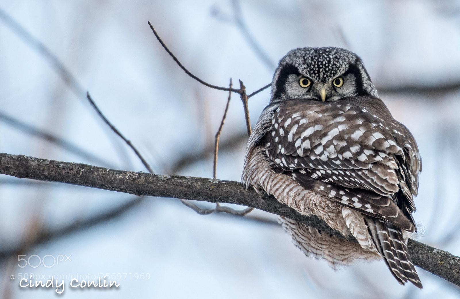 Nikon D850 sample photo. Angry bird photography