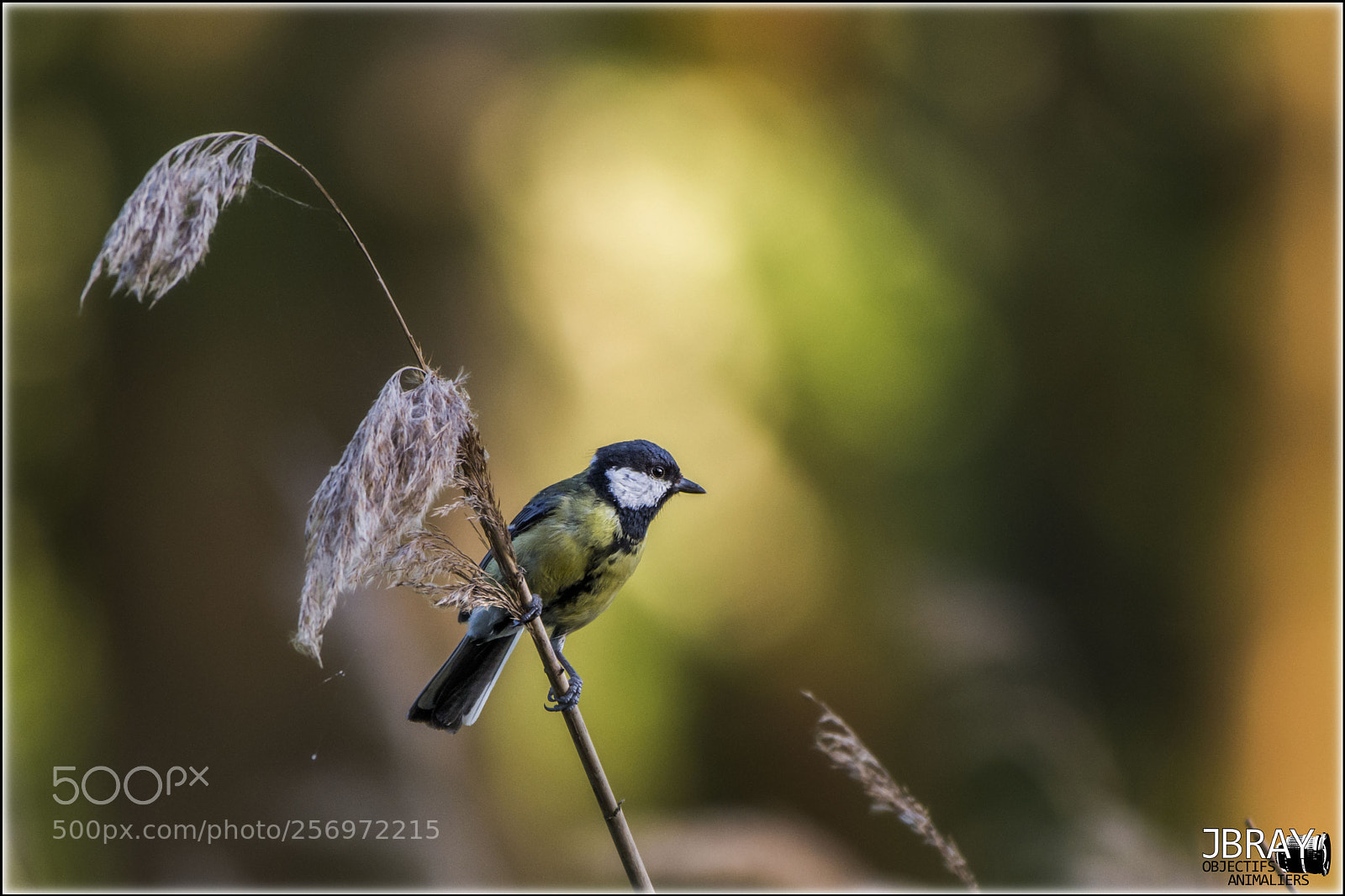 Nikon D7200 sample photo. Great tit photography