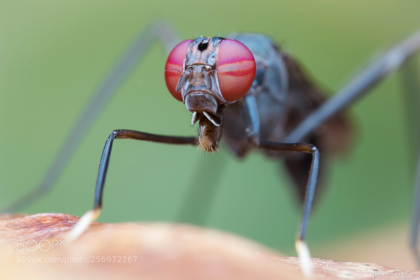 Canon EOS 80D sample photo. Taeniaptera sp.  (micropezidae) photography