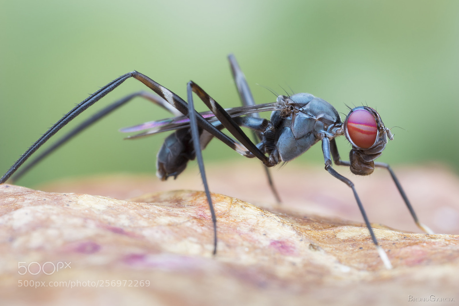 Canon EOS 80D sample photo. Taeniaptera sp.  (micropezidae) photography