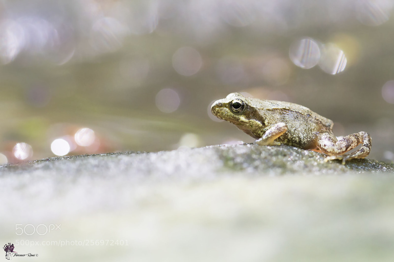 Canon EOS 7D sample photo. Italian stream frog, rana photography