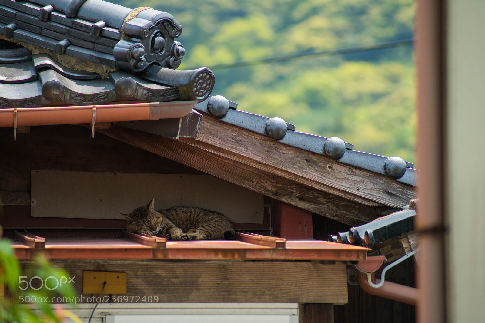 Sony a7R II sample photo. Tsushima photography