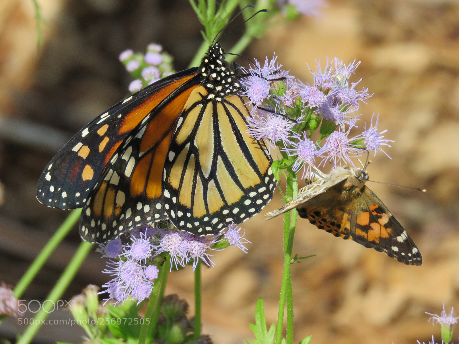 Canon PowerShot SX60 HS sample photo. Butterflies  photography
