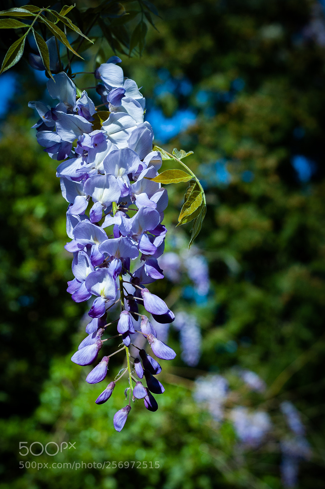 Nikon D70 sample photo. Glycine photography