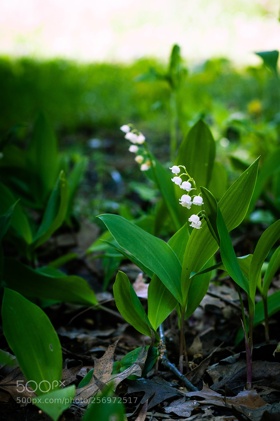 Nikon D70 sample photo. Muguet photography