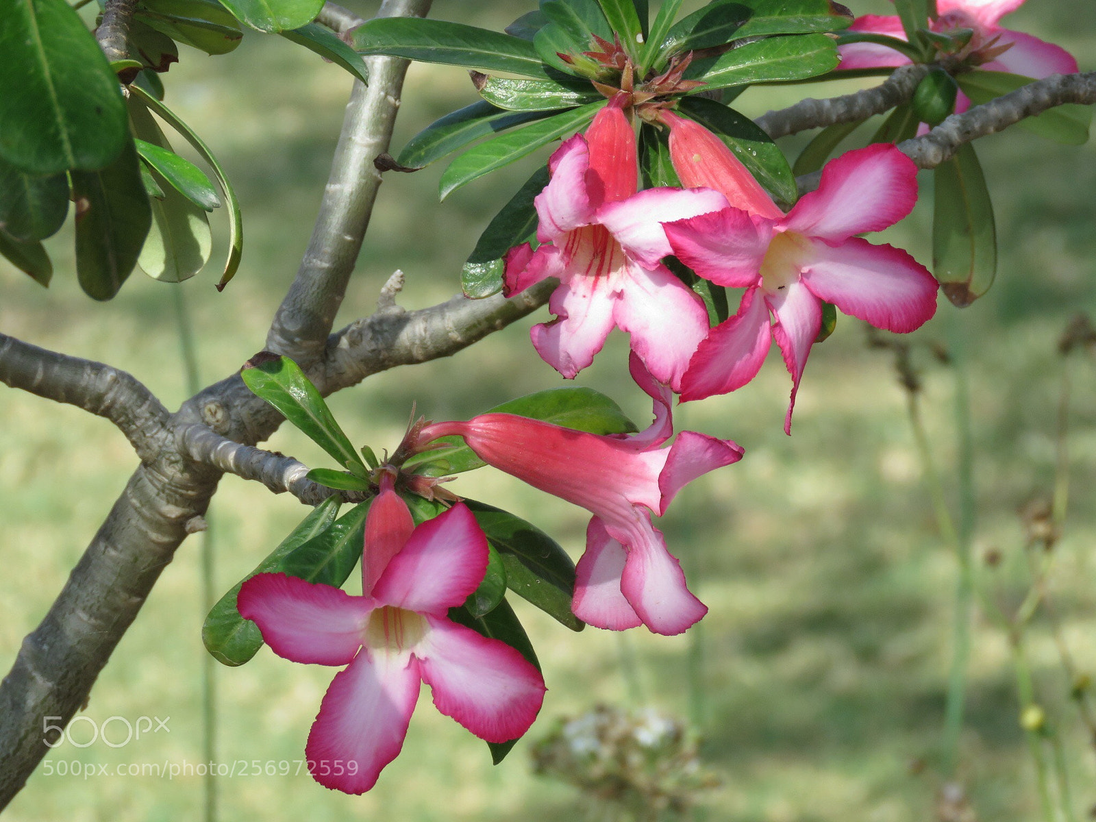Canon PowerShot SX60 HS sample photo. Pink flowers
 photography