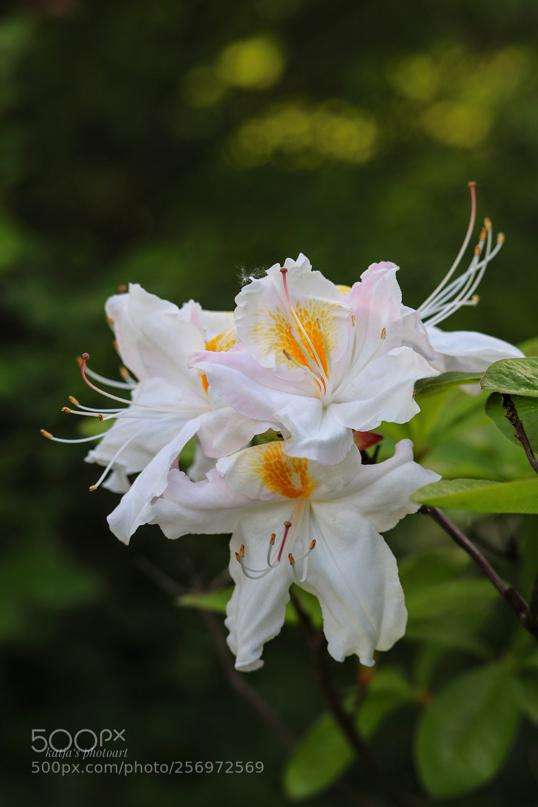 Canon EOS 80D sample photo. Blüten  photography