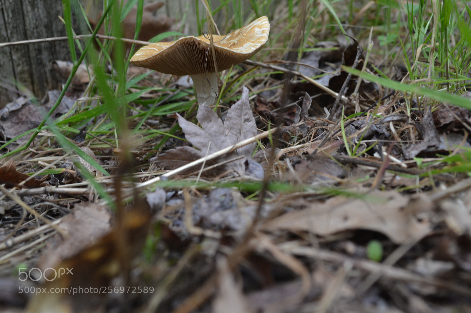Nikon D3100 sample photo. Mushroom photography