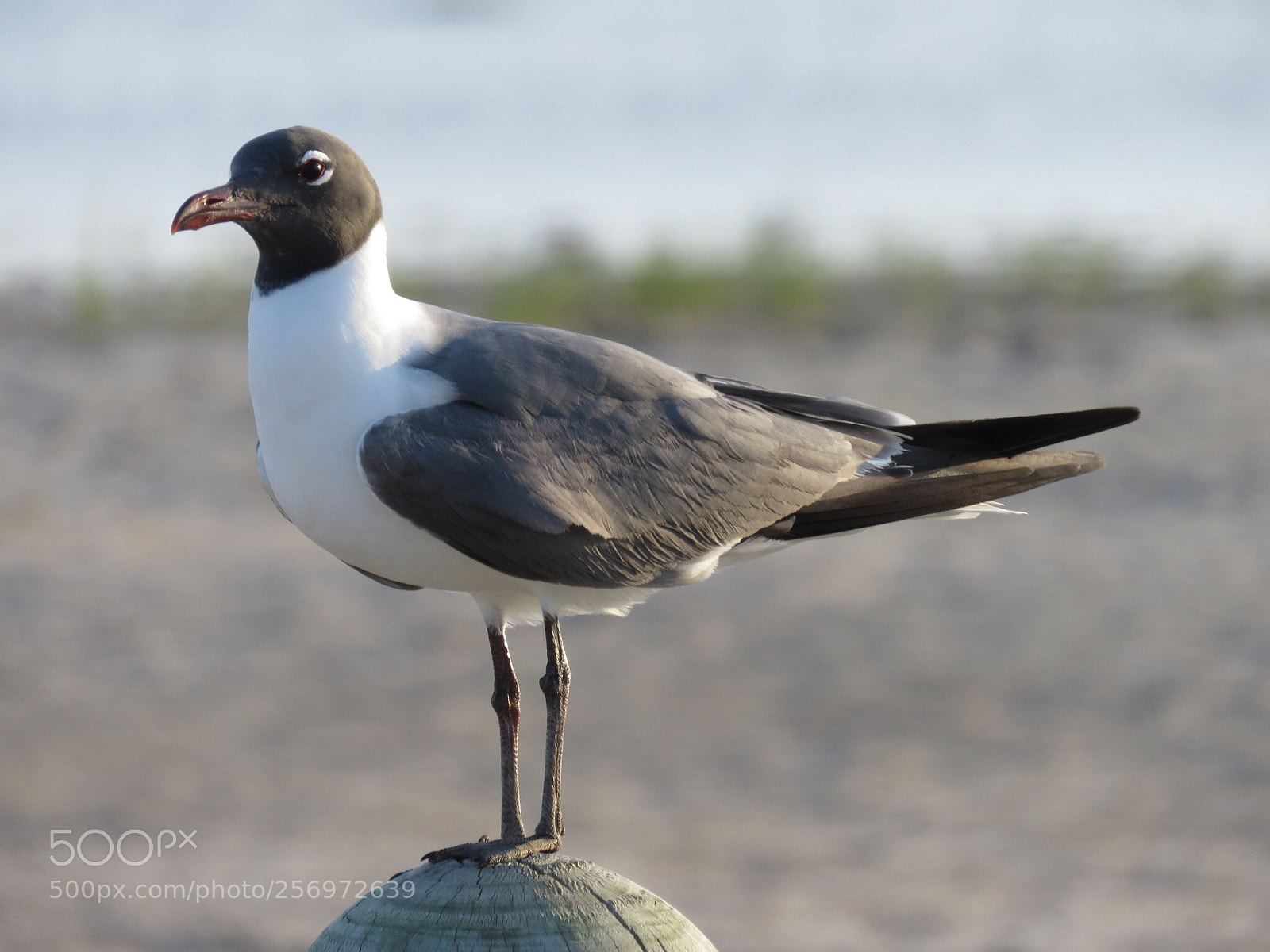 Canon PowerShot SX60 HS sample photo. Seagull on a post  photography
