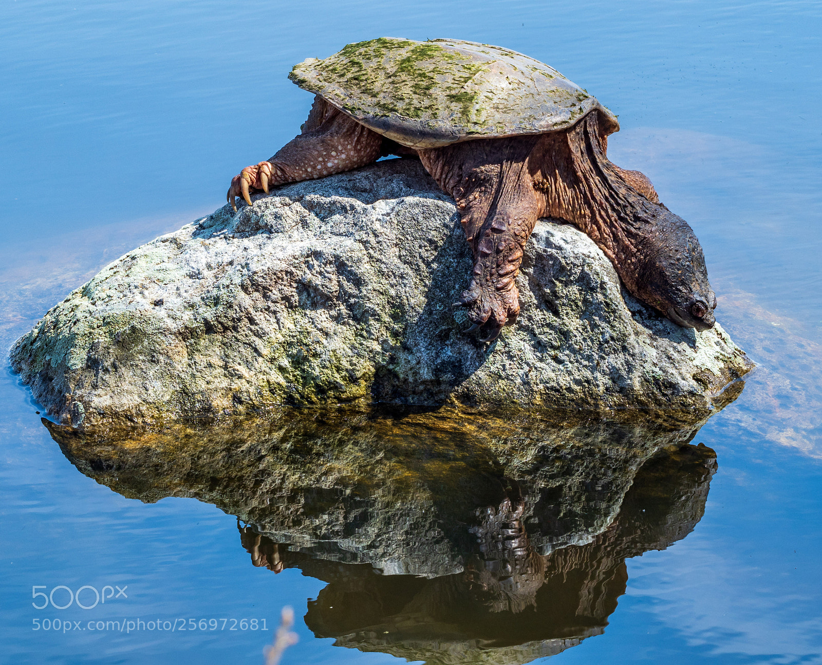 Olympus OM-D E-M1 Mark II sample photo. Snapper on the rock photography