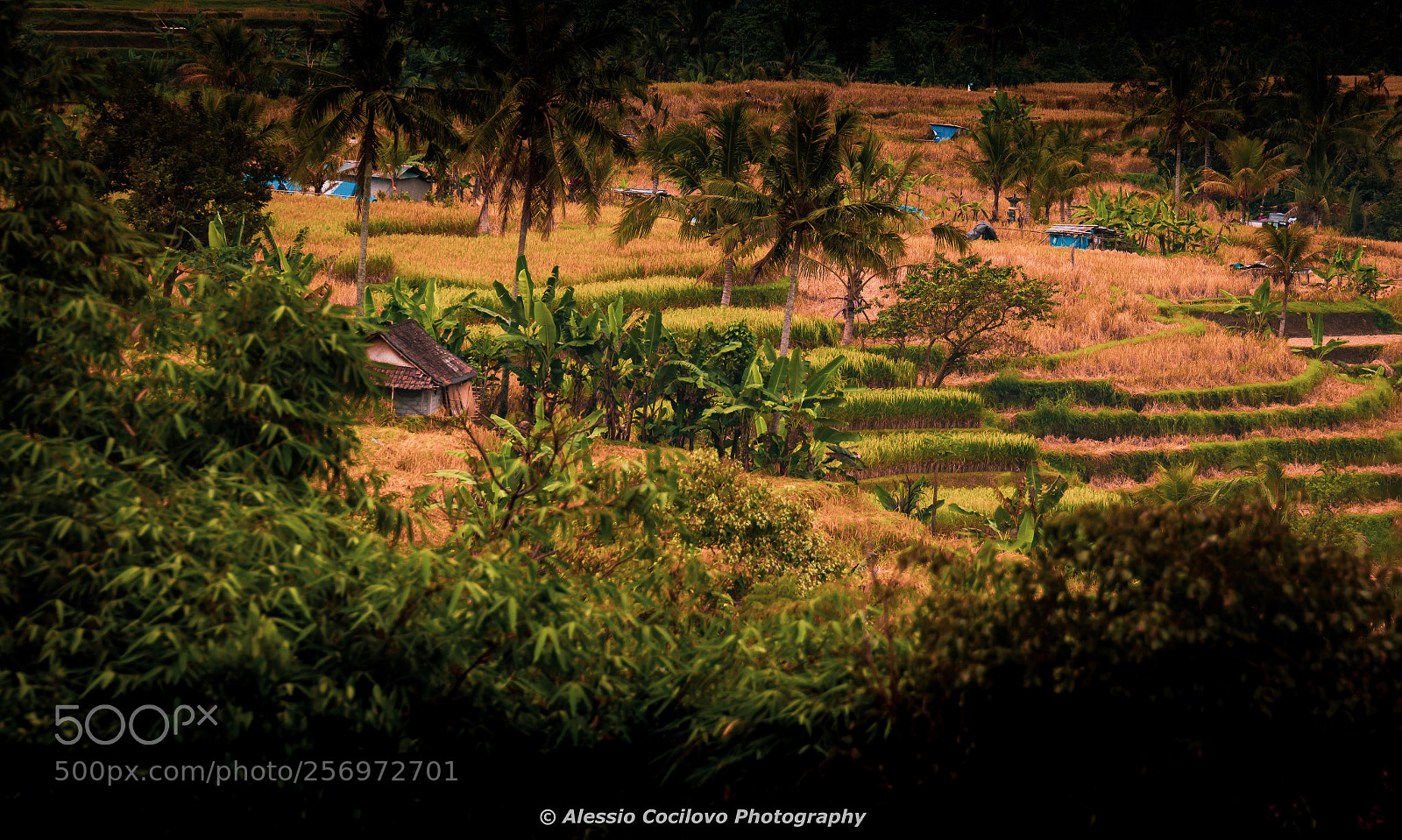 Canon EOS 60D sample photo. Bali rice field photography