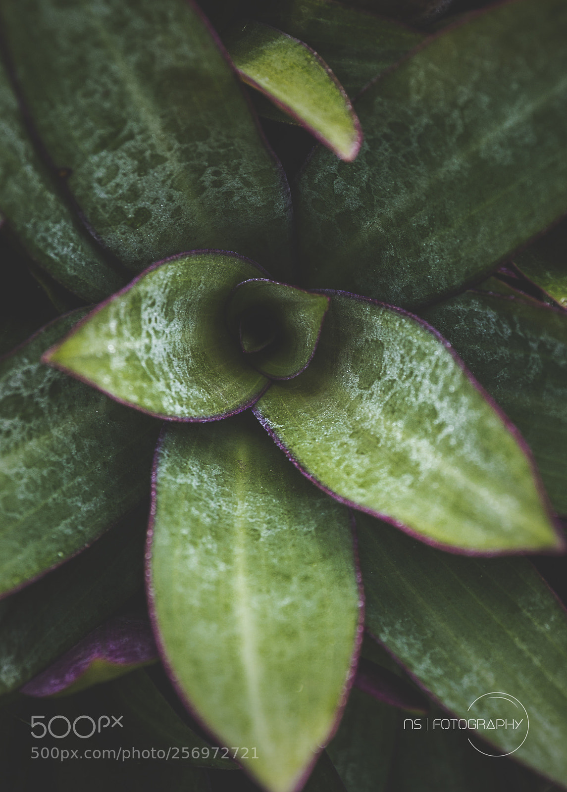Nikon D3100 sample photo. Bokehliciously green photography