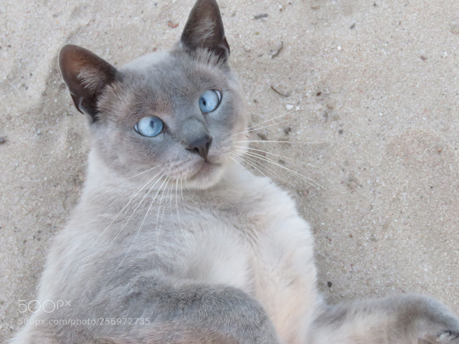 Canon PowerShot SX60 HS sample photo. Peeves the cat photography
