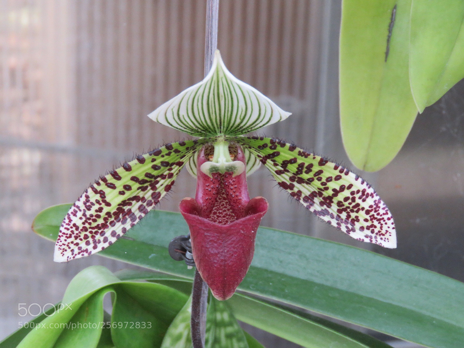 Canon PowerShot SX60 HS sample photo. Orchid  photography