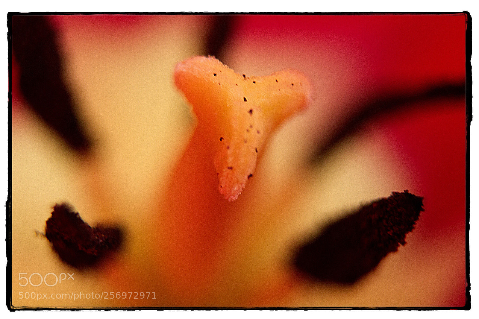 Canon EOS 7D sample photo. Red tulip macro  photography