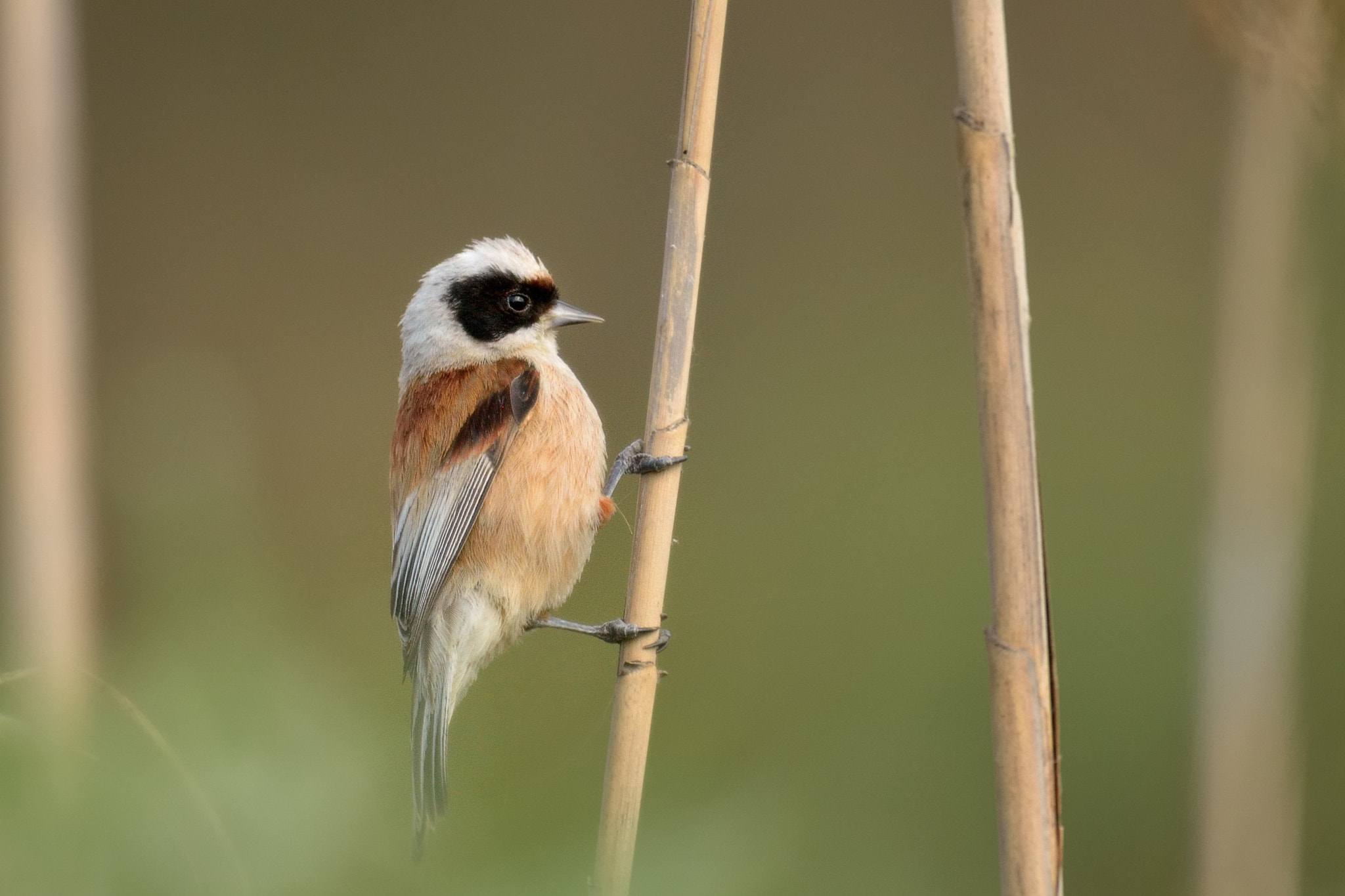 Nikon Nikkor AF-S 300mm F4E PF ED VR sample photo. Eurasian penduline tit photography