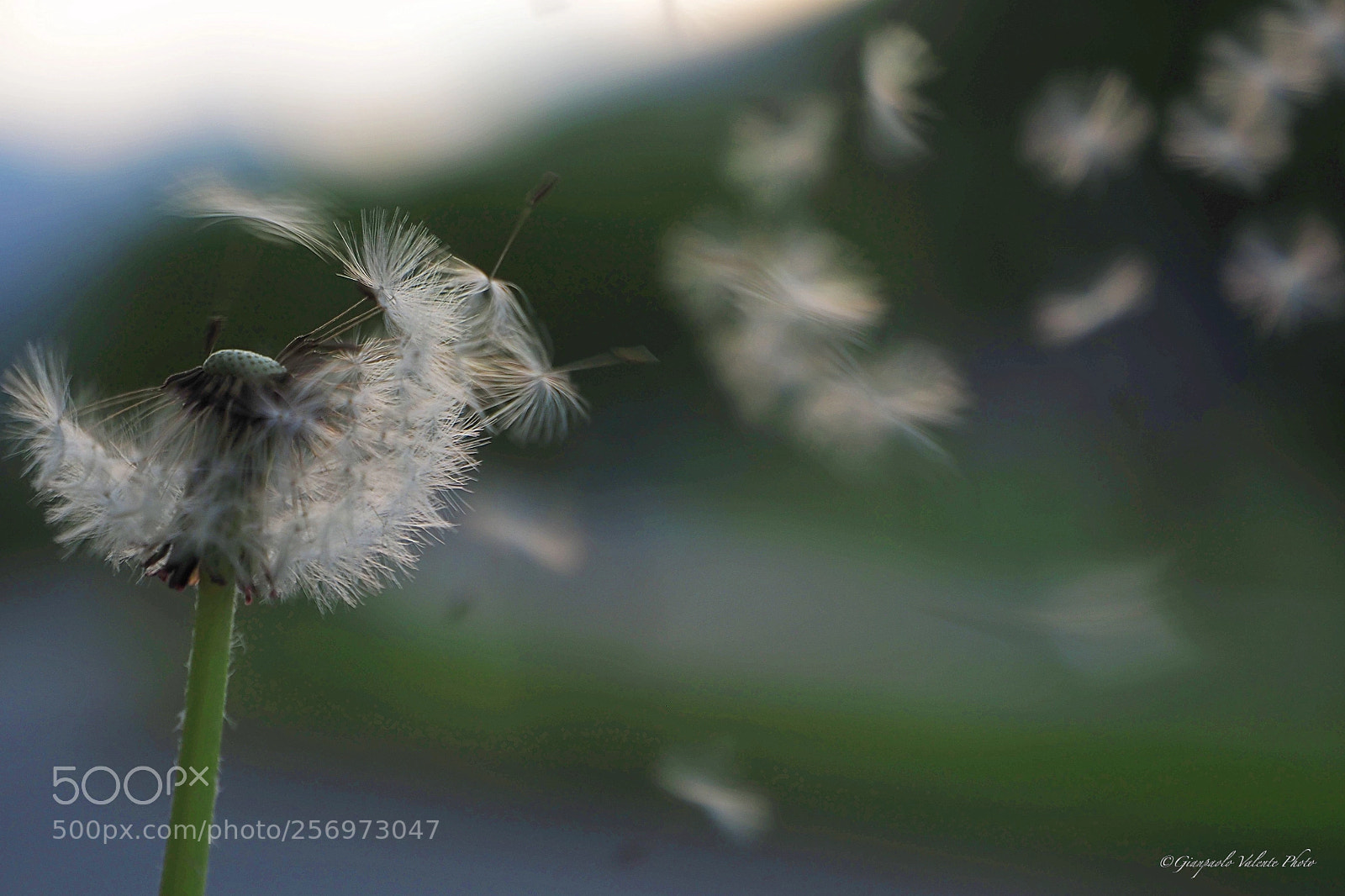 Olympus OM-D E-M5 II sample photo. Il soffione photography