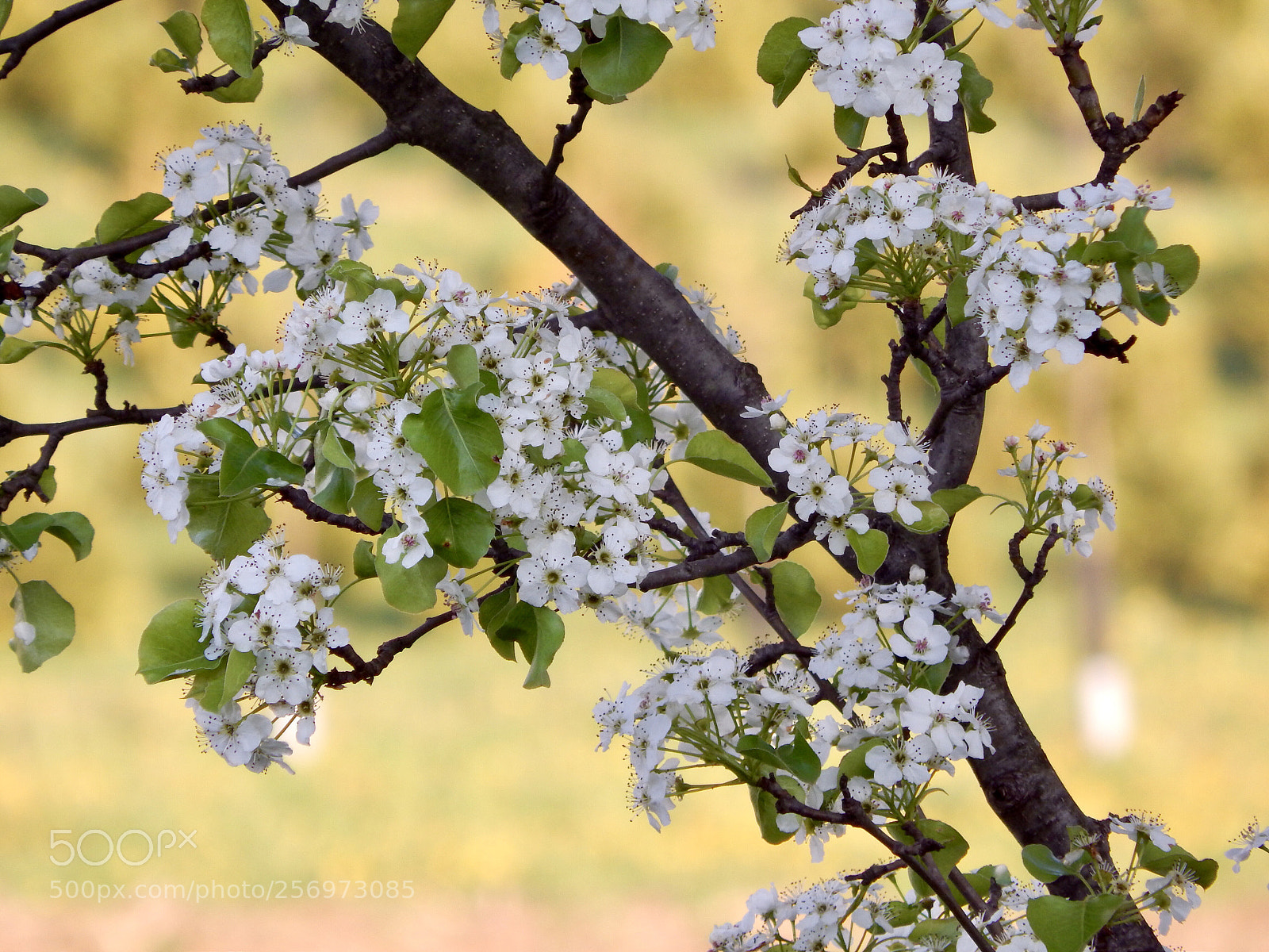 Nikon Coolpix L820 sample photo. Bokeh of flowers photography