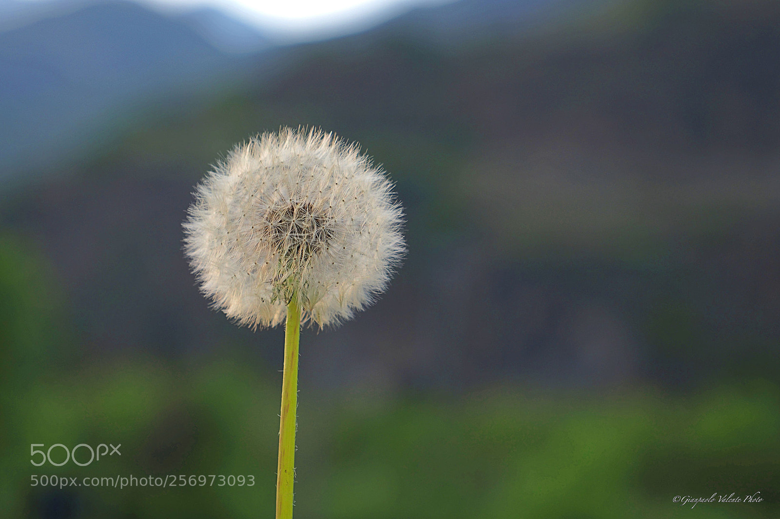 Olympus OM-D E-M5 II sample photo. Il soffione photography