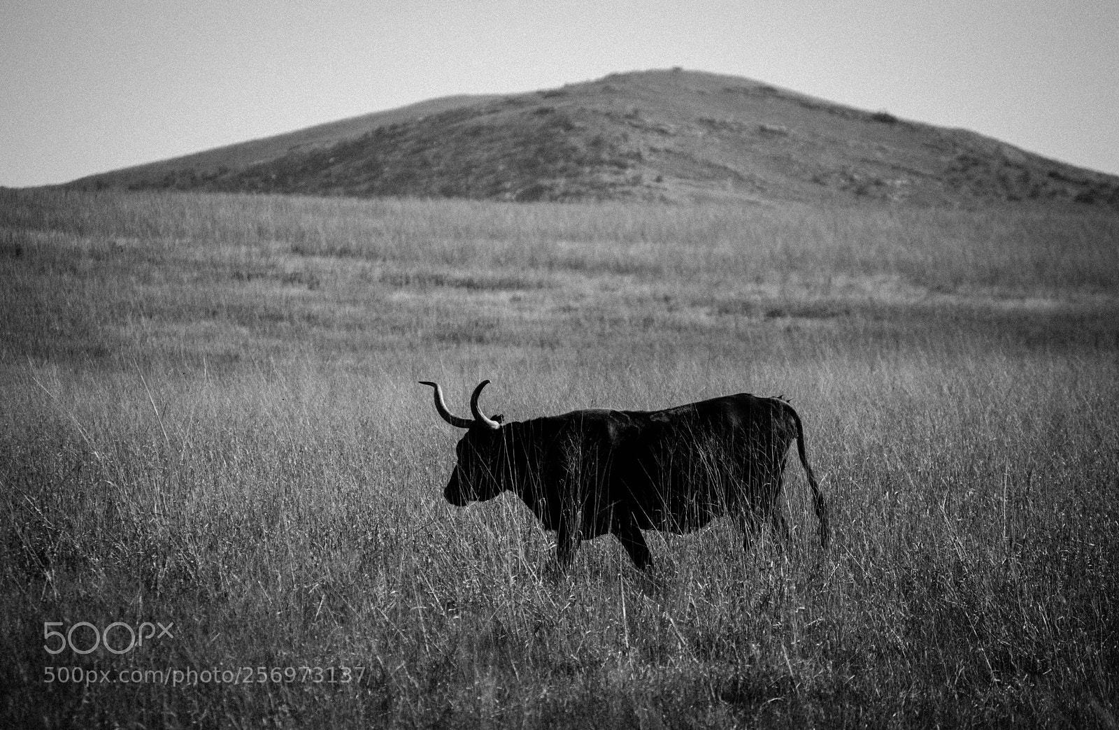 Nikon D3200 sample photo. Long horn cattle photography
