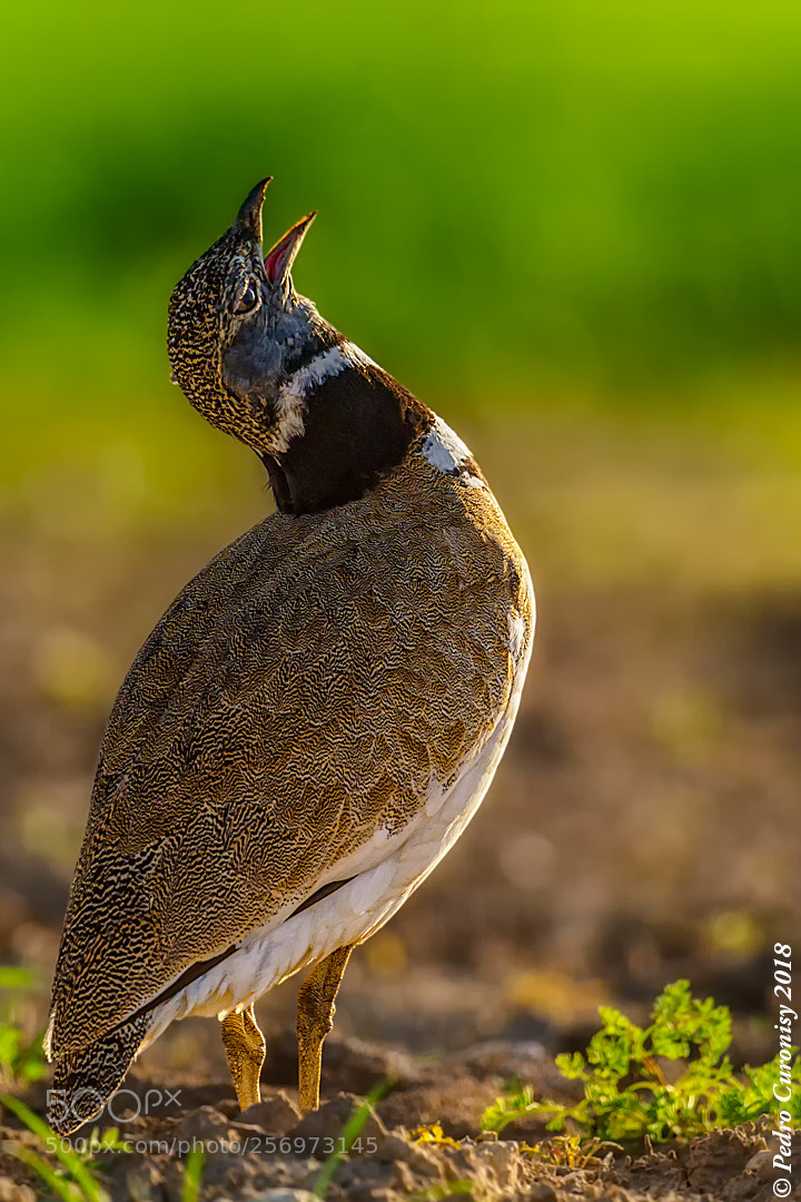 Olympus OM-D E-M1 Mark II sample photo. Sisón común photography